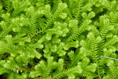 Sélaginelle (Selaginella kraussiana, Afrique de l'Est)